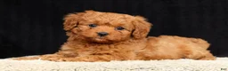 Cavapoo dogs for sale: Sadie - Ad 3