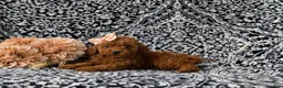 Miniature Poodle dogs for sale: Sherrie AKC Registered - Ad 5