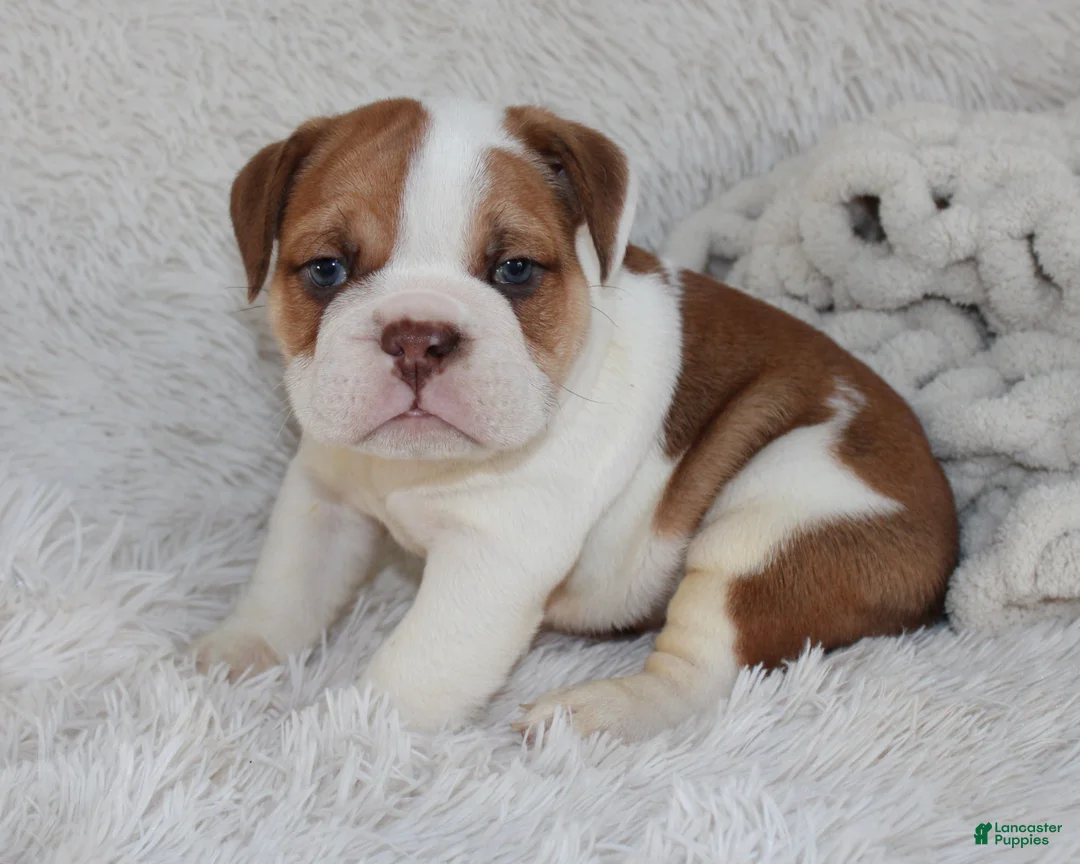 English Bulldog dogs for sale: AKC Ozzy - Ad 5