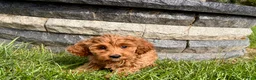 Cockapoo dogs for sale: Cockapoo female 5 - Ad 8