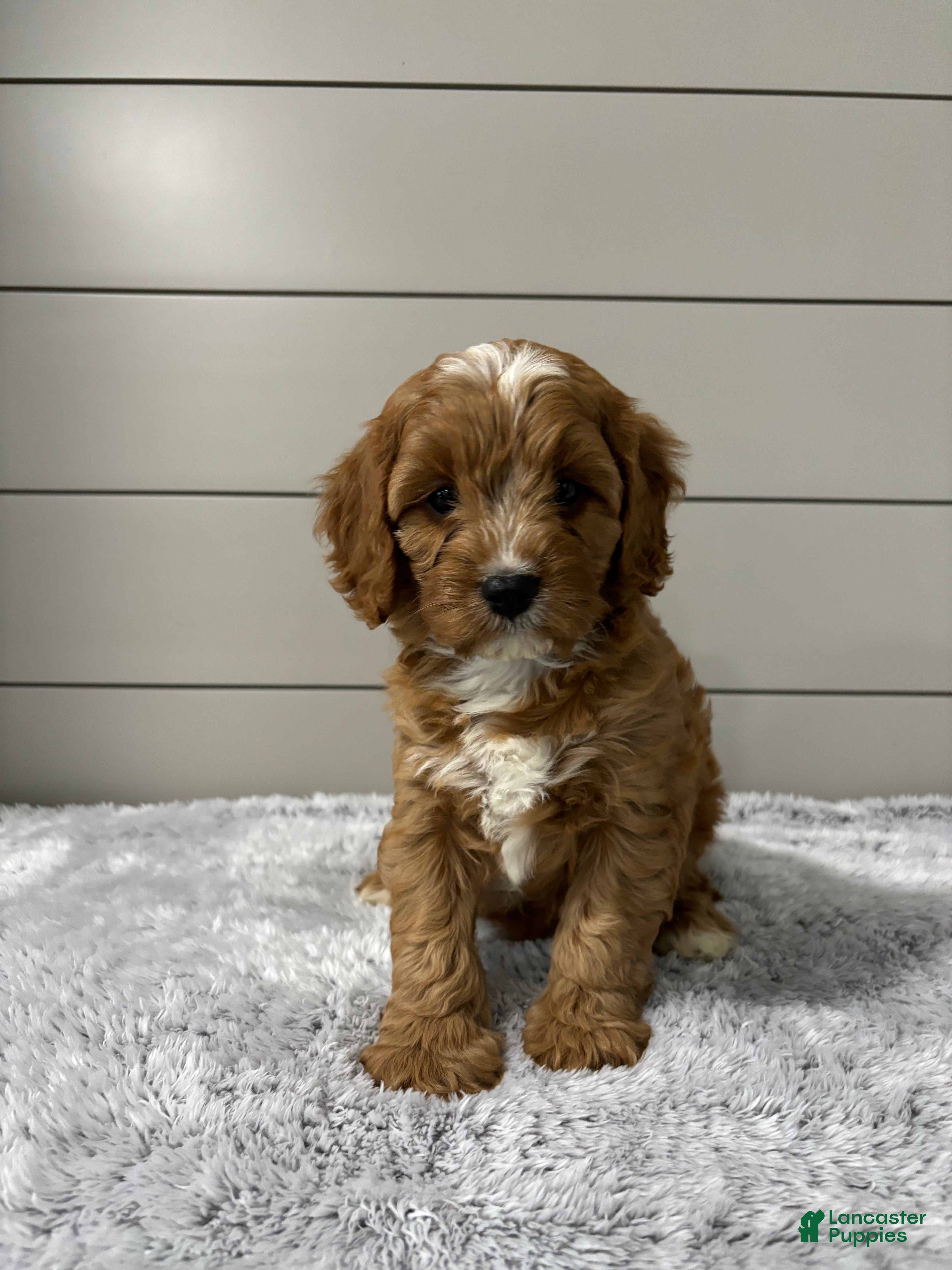 Cavapoo dogs Ivy - Ad 1