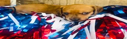 Miniature Dachshund dogs for sale: Jack Daniels - Ad 9