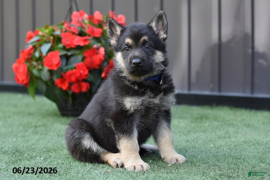German Shepherd dogs Allison - Ad 2