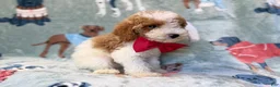 Miniature Poodle dogs for sale: Tater - Ad 6