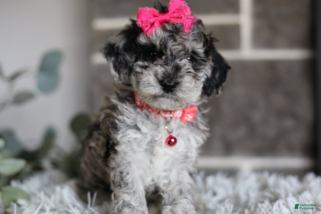 Miniature Poodle dogs for sale: Joy - Ad 16