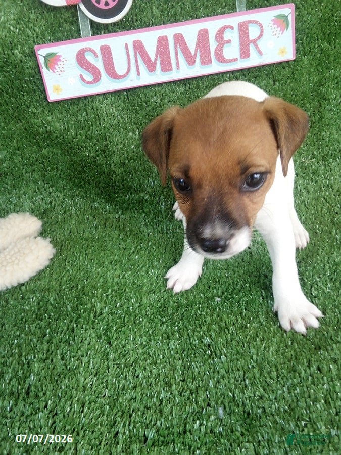 Jack Russell Terrier dogs Kyndall - Ad 2