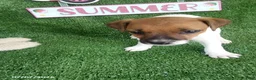 Jack Russell Terrier dogs for sale: Kyndall - Ad 2