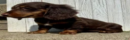 Miniature Dachshund dogs for sale: Ellie - Ad 6