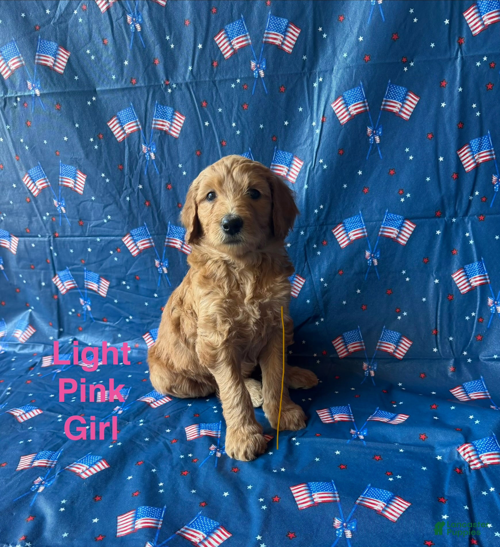 Goldendoodle dogs Lucy - Ad 5