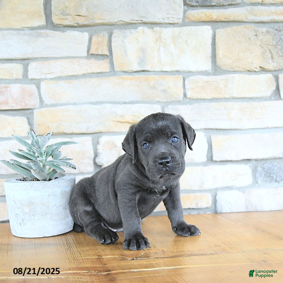 Cane Corso dogs Titan - Ad 19