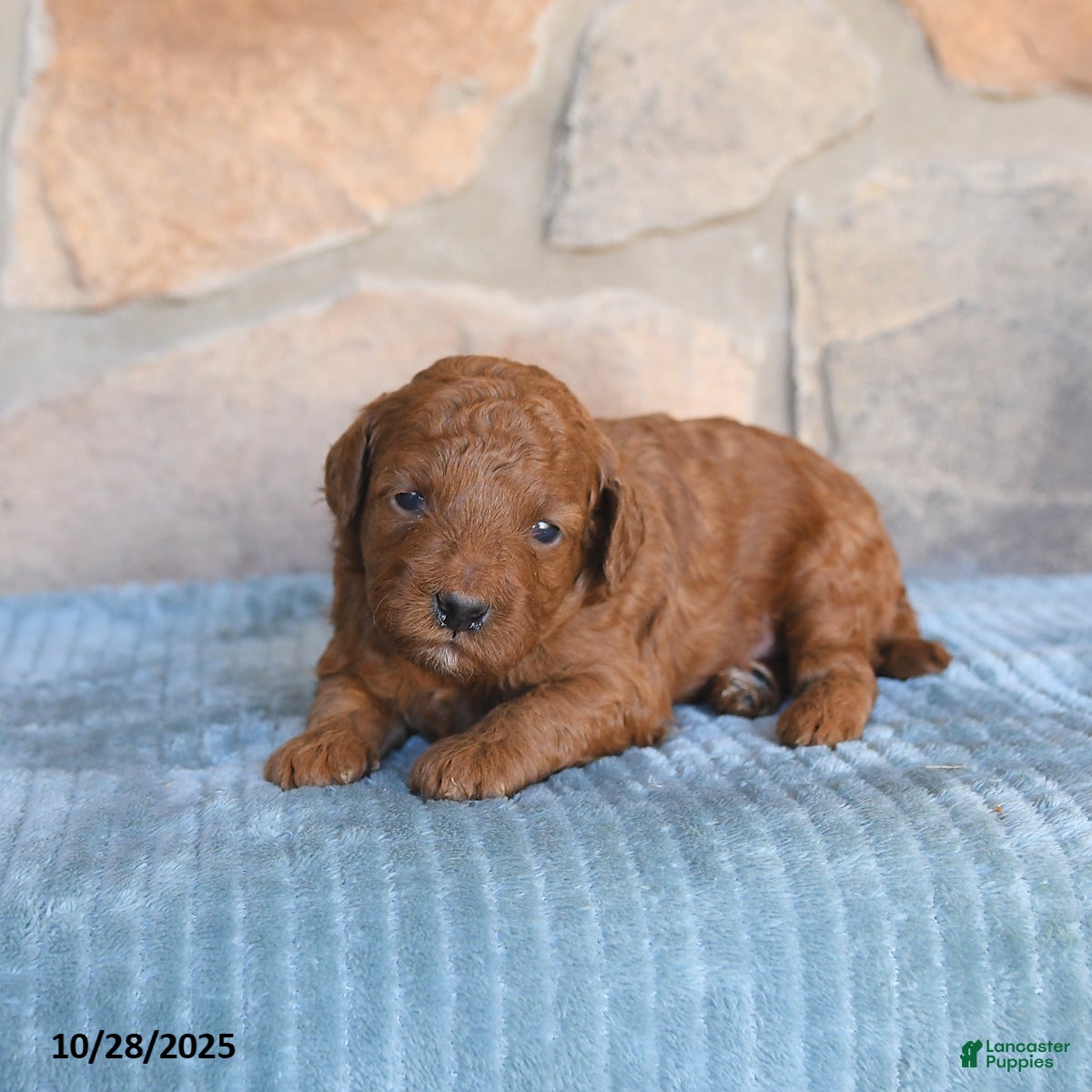 Mini Goldendoodle dogs Jinx - Ad 17