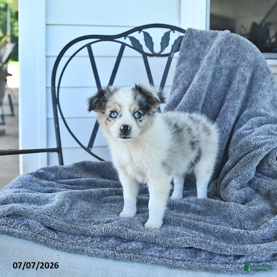 Miniature Australian Shepherd dogs Bailey - Ad 2