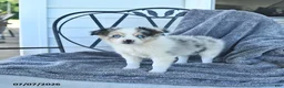Miniature Australian Shepherd dogs for sale: Bailey - Ad 2