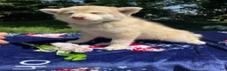 Pomsky dogs for sale: Hazel - Ad 2