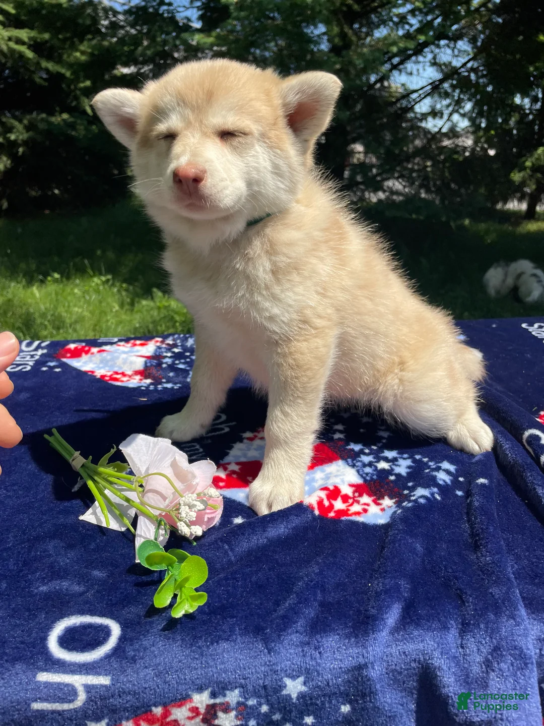 Pomsky dogs for sale: Hazel - Ad 2