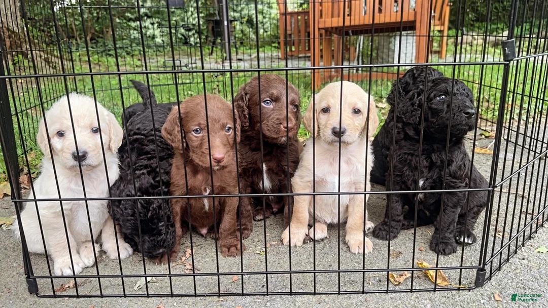 Double Doodle dogs for sale: Double Doodle 2 - Ad 3