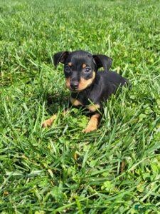 Miniature Pinscher dogs Female - Ad 1