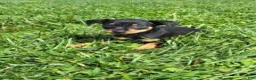 Miniature Pinscher dogs for sale: Female - Ad 1