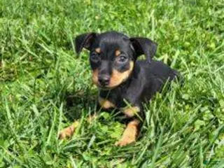 Miniature Pinscher dogs Female - Ad 1