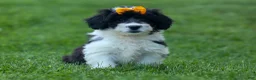 Corgipoo dogs for sale: NORMAN - Ad 4