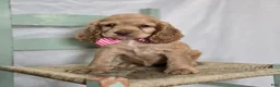 Cocker Spaniel dogs for sale: Jamima - Ad 1