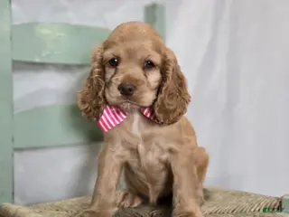 Cocker Spaniel dogs for sale: Jamima - Ad 4