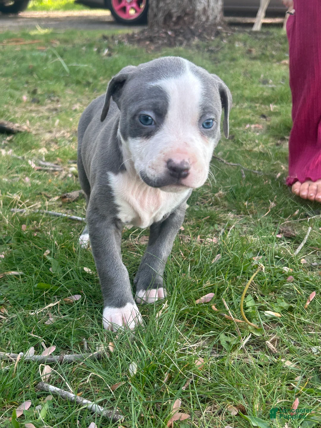 American Bully dogs for sale: American Bully Puppy 10 - Ad 1