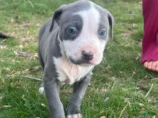 American Bully dogs American Bully Puppy 10 - Ad 27