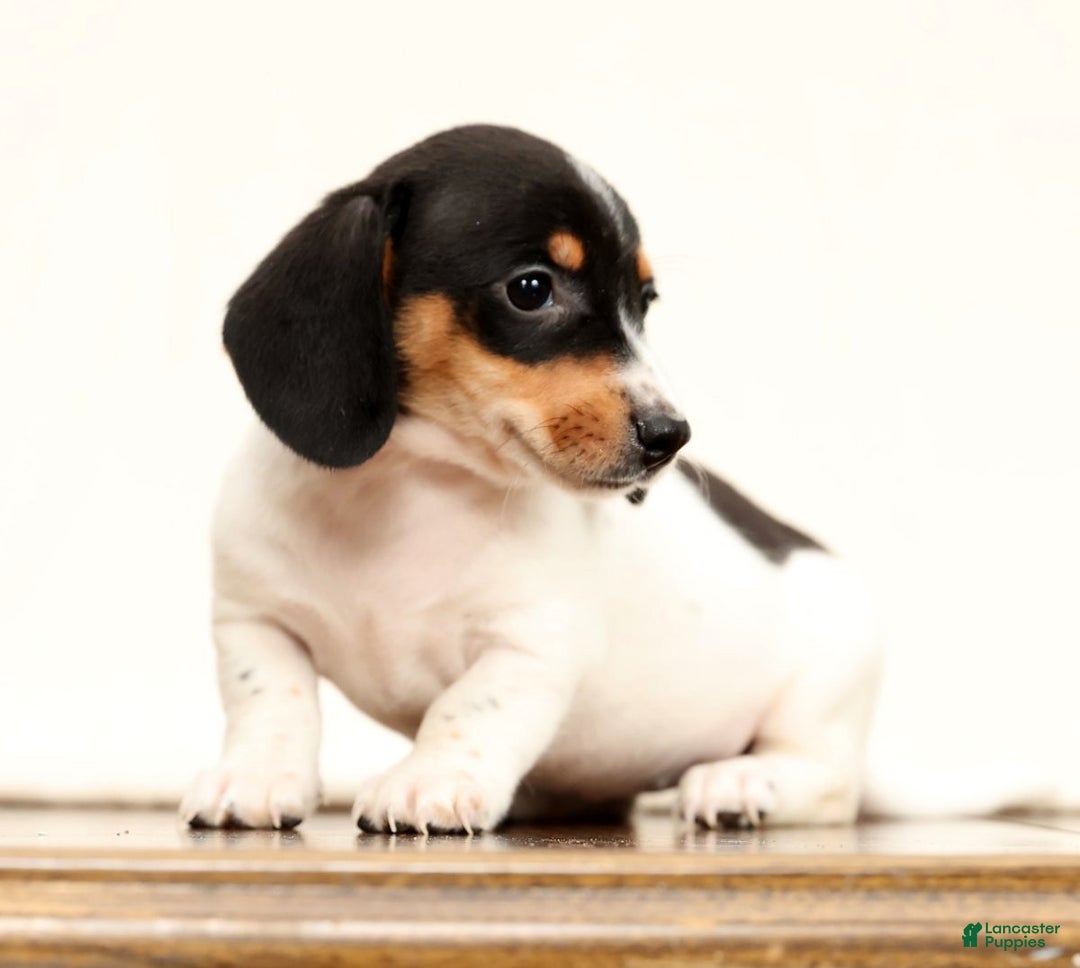 Miniature Dachshund dogs for sale: Piper - Ad 2