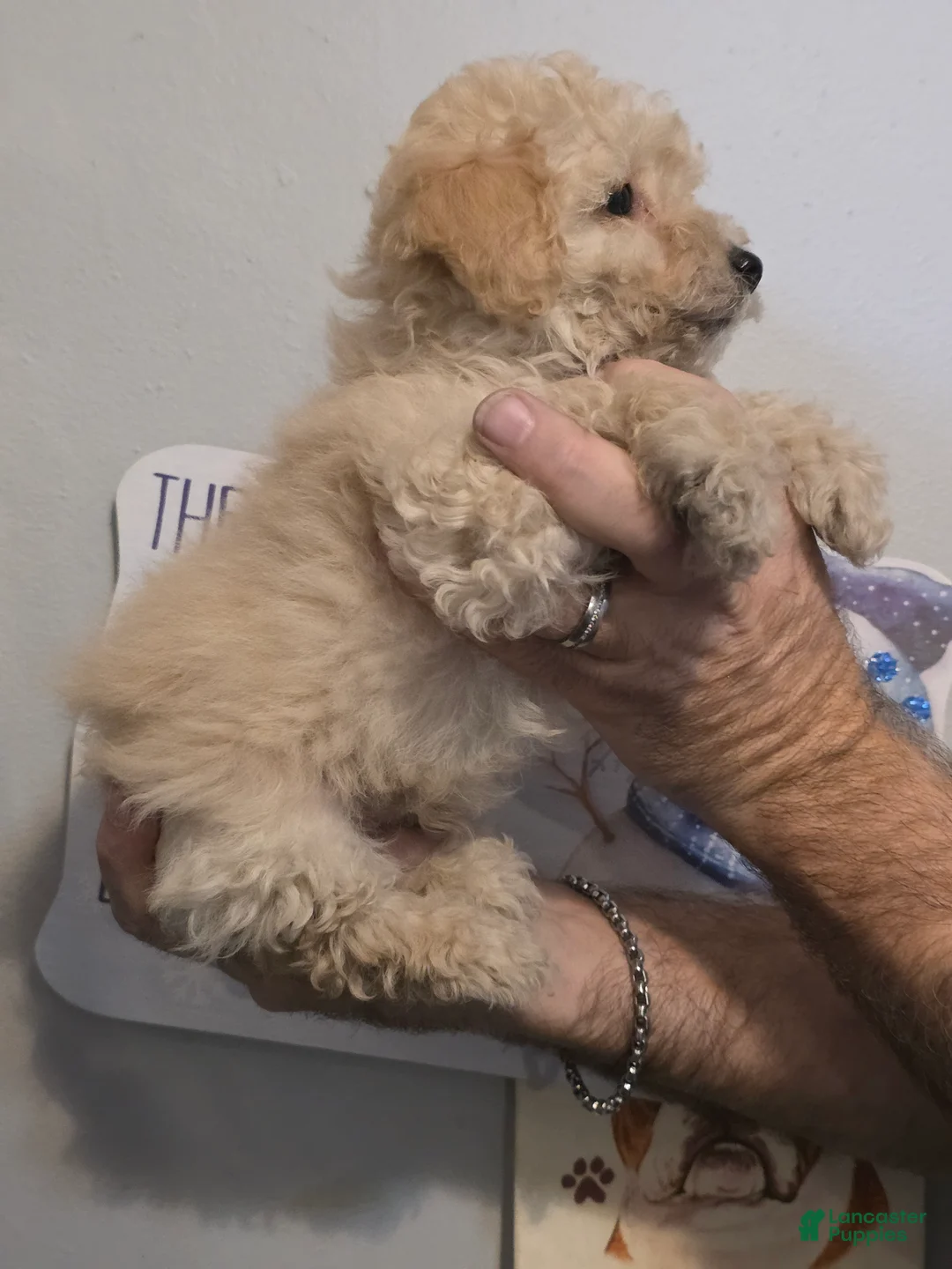 Maltipoo dogs for sale: Mason  - Ad 3
