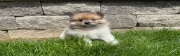 Pomeranian dogs for sale: Scout  - Ad 3