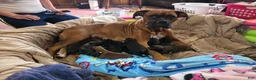 Boxer dogs for sale: Zulu - Ad 7