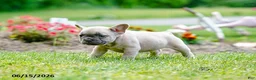 French Bulldog dogs for sale: Kingsley - Ad 6
