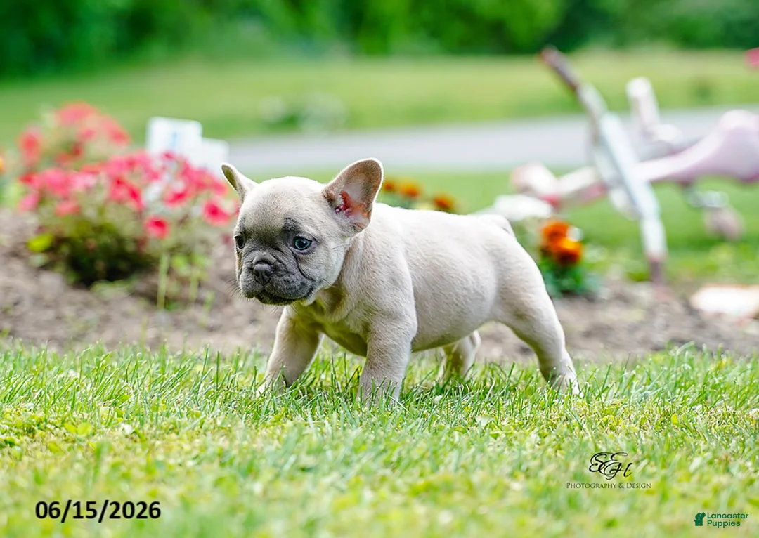 French Bulldog dogs for sale: Kingsley - Ad 6