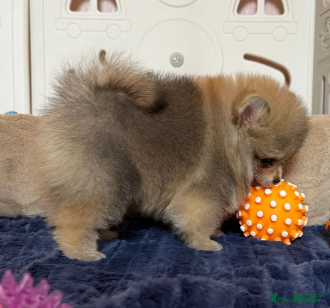 Pomeranian dogs for sale: Greg - Ad 34