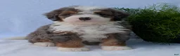 Mini Bernedoodle dogs for sale: Mini Banks  - Ad 23