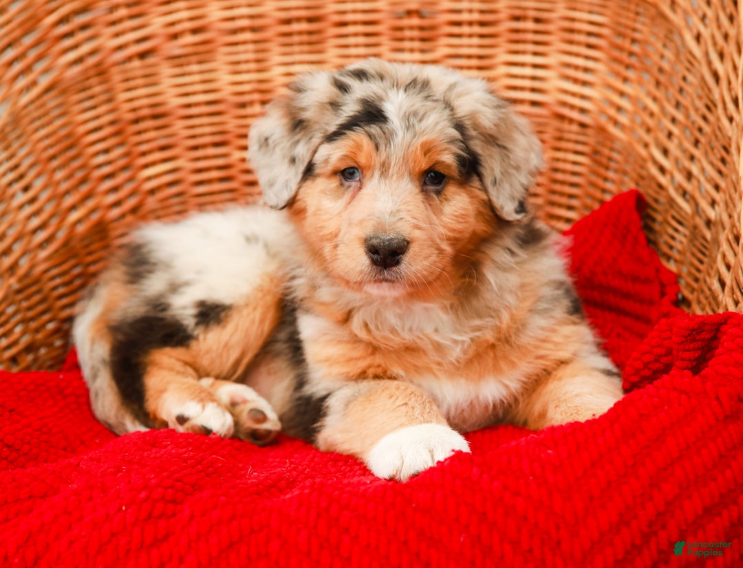 Aussiedoodle dogs for sale: Winston Standard - Ad 3