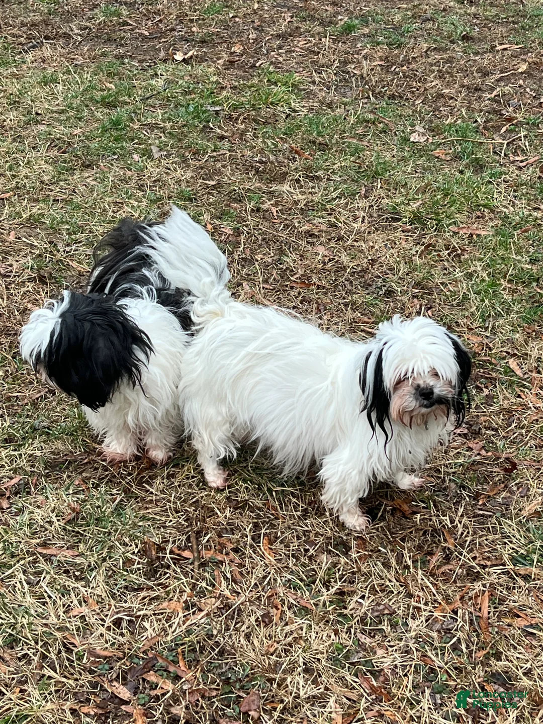 Malshi dogs for sale: Malshi Puppy 3 - Ad 2