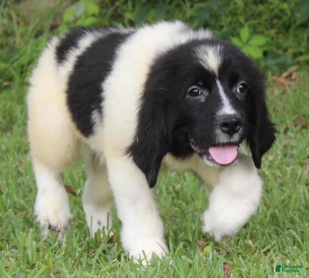 Newfoundland dogs for sale: Millie - Ad 15