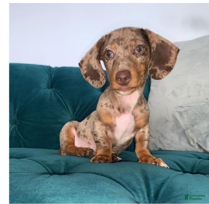 Dachshund dogs Toni - Ad 2