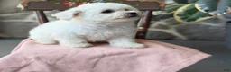 Bichon Frise dogs for sale: Jemima - Ad 5
