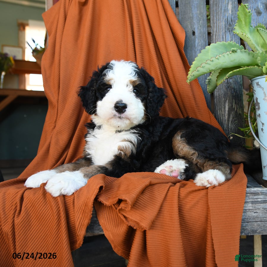 Bernedoodle dogs Quincy - Ad 2