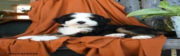 Bernedoodle dogs for sale: Quincy - Ad 2