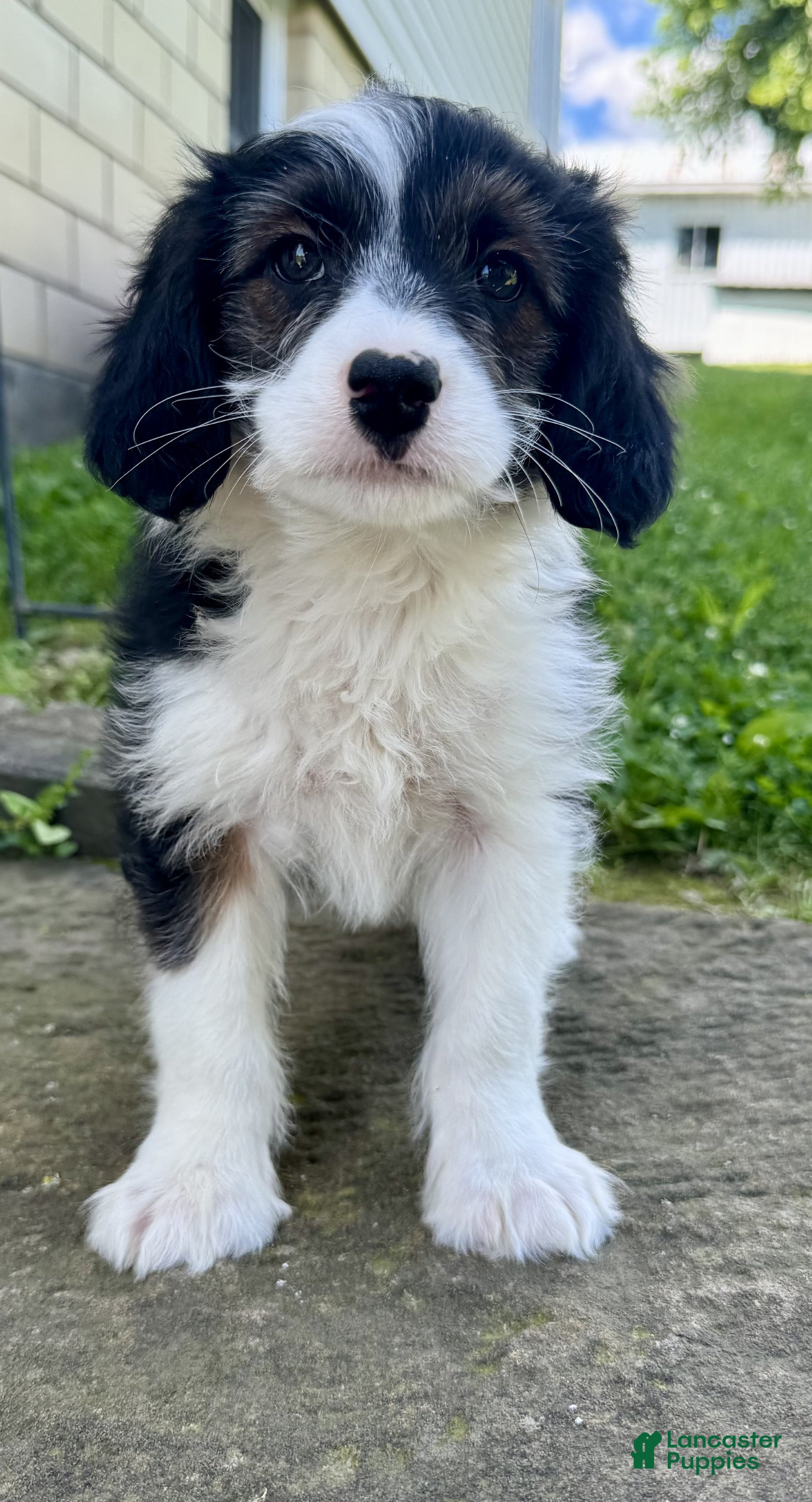 Mini Aussiedoodle dogs Champ - Ad 2