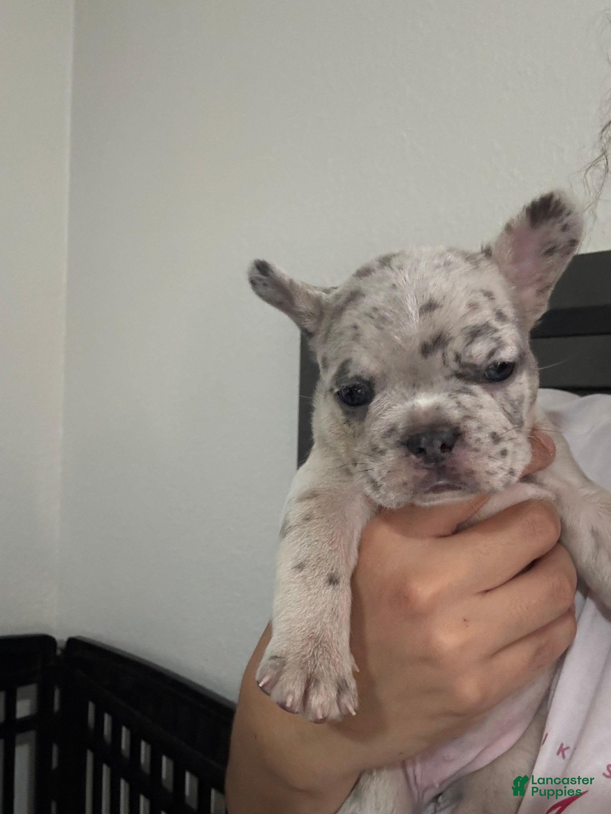 French Bulldog dogs Conchita - Ad 1