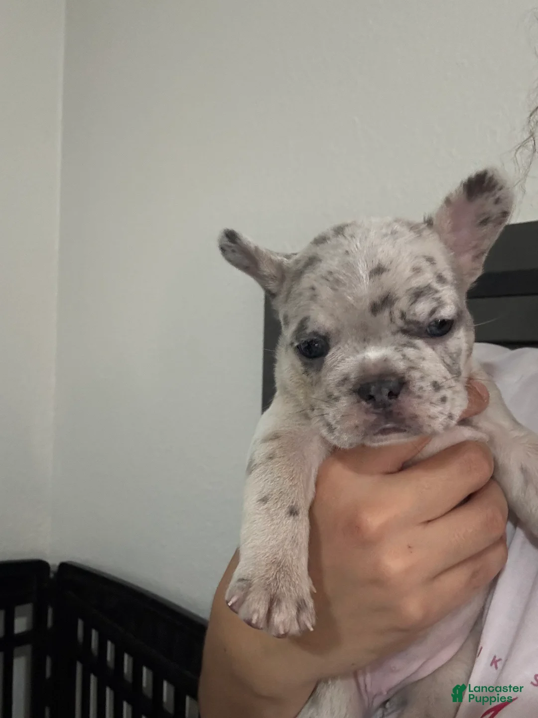 French Bulldog dogs for sale: Conchita - Ad 1