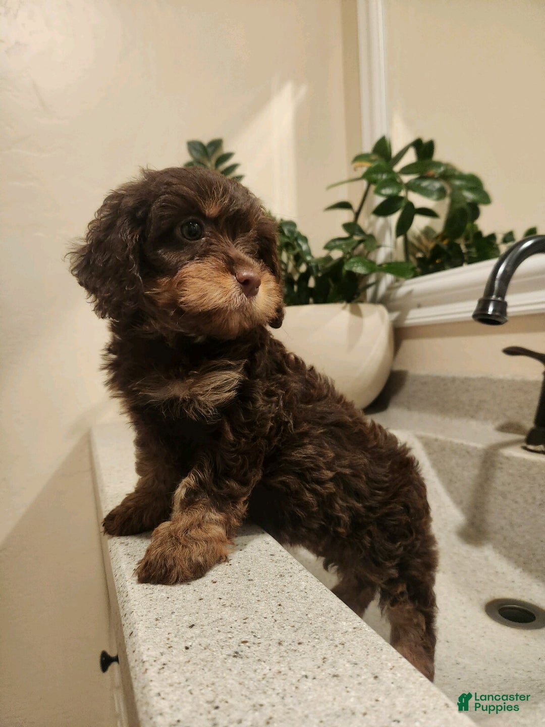 Cavapoo dogs for sale: Sandra - Ad 5