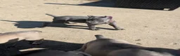 Cane Corso dogs for sale: Cane Corso 1 - Ad 1