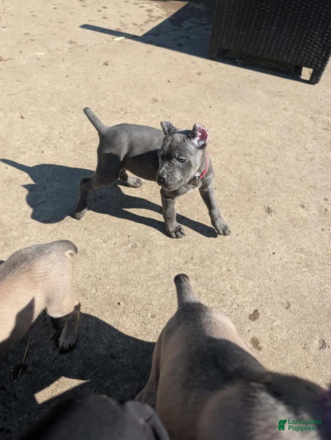 Cane Corso dogs for sale: Cane Corso 1 - Ad 1