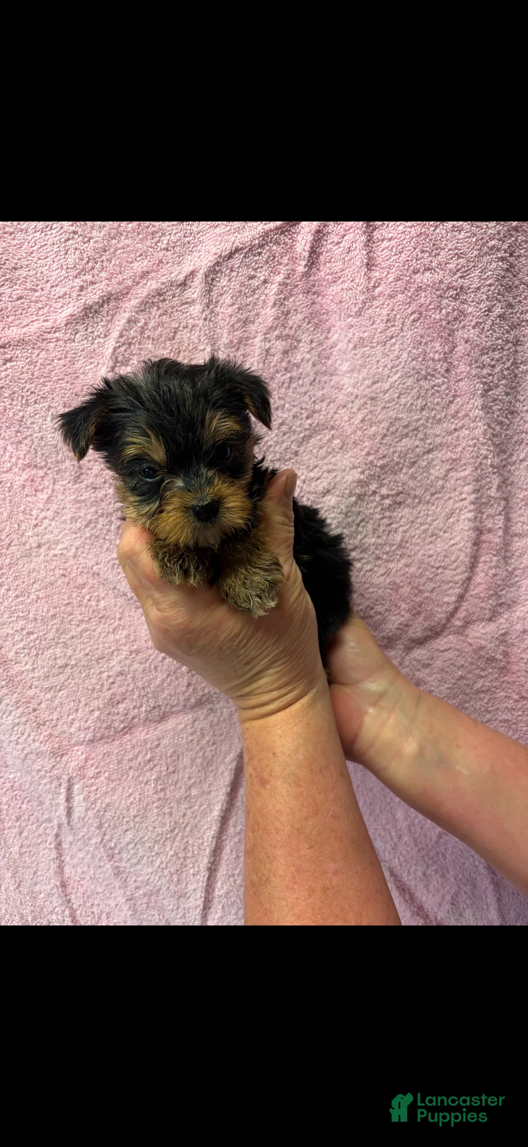 Yorkshire Terrier dogs for sale: Yorkshire Terrier 3 - Ad 6